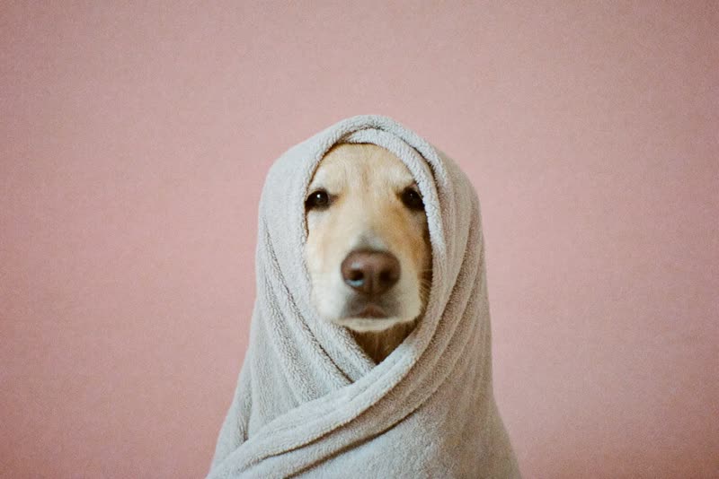 A dog wrapped in a towel after its bath